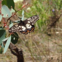 Papilio anactus (Dainty Swallowtail) at Griffith Woodland (GRW) - 3 Dec 2023 by JodieR