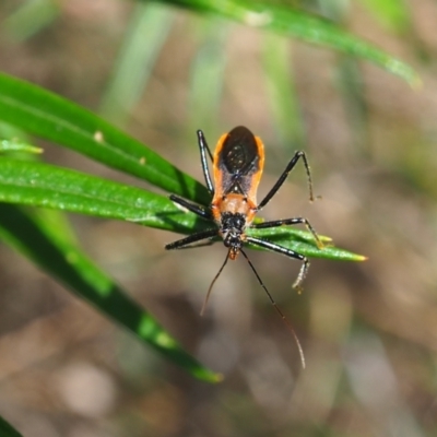 Gminatus australis (Orange assassin bug) at Griffith Woodland (GRW) - 3 Dec 2023 by JodieR