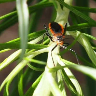 Gminatus australis (Orange assassin bug) at Griffith, ACT - 3 Dec 2023 by JodieR