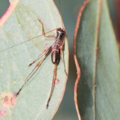 Torbia viridissima (Gum Leaf Katydid) at Belconnen, ACT - 2 Dec 2023 by AlisonMilton