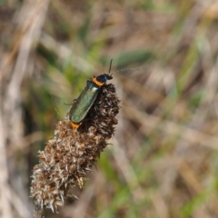 Chauliognathus lugubris (Plague Soldier Beetle) at Griffith Woodland - 2 Dec 2023 by JodieR