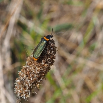 Chauliognathus lugubris (Plague Soldier Beetle) at Griffith, ACT - 2 Dec 2023 by JodieR