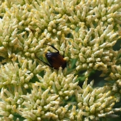 Phyllotocus navicularis (Nectar scarab) at Griffith Woodland (GRW) - 3 Dec 2023 by JodieR