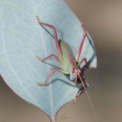 Caedicia simplex (Common Garden Katydid) at Belconnen, ACT - 2 Dec 2023 by AlisonMilton