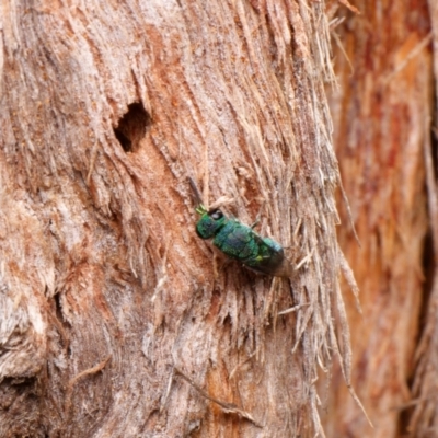 Chrysididae (family) (Cuckoo wasp or Emerald wasp) at Downer, ACT - 4 Dec 2023 by RobertD