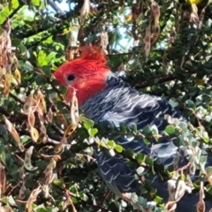 Callocephalon fimbriatum (Gang-gang Cockatoo) at Isaacs, ACT - 4 Dec 2023 by Mike