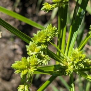 Cyperus eragrostis (Umbrella Sedge) at Bullen Range by HelenCross