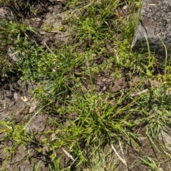 Cyperus eragrostis at Bullen Range - 4 Dec 2023