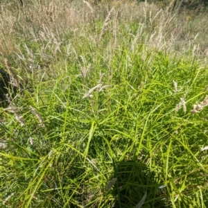 Cyperus eragrostis at Bullen Range - 4 Dec 2023