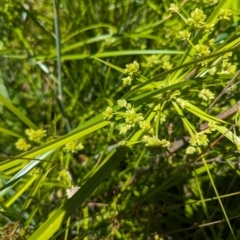 Cyperus eragrostis at Bullen Range - 4 Dec 2023 02:35 PM