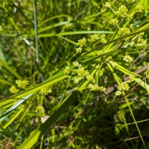 Cyperus eragrostis at Bullen Range - 4 Dec 2023