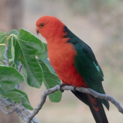 Alisterus scapularis (Australian King-Parrot) at Googong, NSW - 22 Nov 2023 by WHall