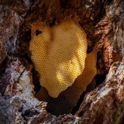 Apis mellifera (European honey bee) at Rob Roy Range - 2 Dec 2023 by trevsci