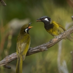 Nesoptilotis leucotis (White-eared Honeyeater) at Gordon, ACT - 2 Dec 2023 by trevsci