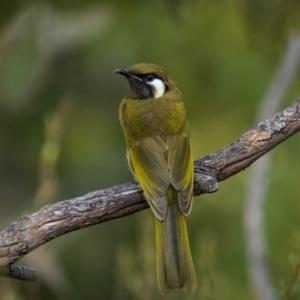 Nesoptilotis leucotis at Rob Roy Range - 3 Dec 2023