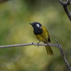 Nesoptilotis leucotis at Rob Roy Range - 3 Dec 2023 10:04 AM