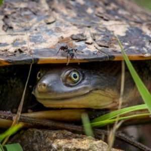 Chelodina longicollis at Rob Roy Range - 3 Dec 2023 11:24 AM