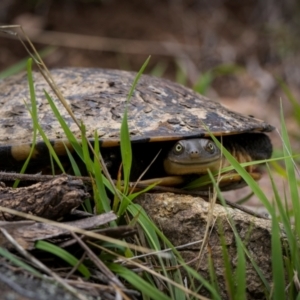 Chelodina longicollis at Rob Roy Range - 3 Dec 2023 11:24 AM