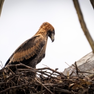 Aquila audax at Rob Roy Range - 3 Dec 2023