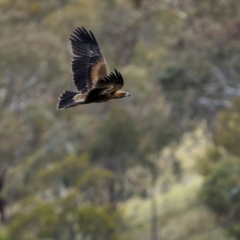 Aquila audax at Rob Roy Range - 3 Dec 2023