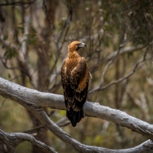 Aquila audax at Rob Roy Range - 3 Dec 2023