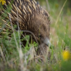 Tachyglossus aculeatus (Short-beaked Echidna) at Gordon, ACT - 3 Dec 2023 by trevsci