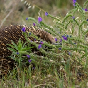 Tachyglossus aculeatus at Gordon, ACT - 3 Dec 2023 01:34 PM