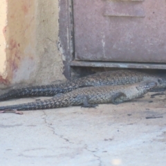 Egernia cunninghami (Cunningham's Skink) at Googong, NSW - 4 Dec 2023 by SandraH