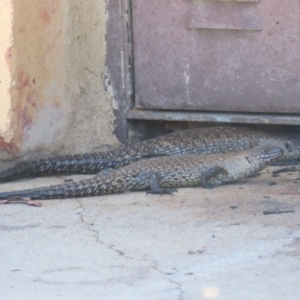 Egernia cunninghami at QPRC LGA - 4 Dec 2023