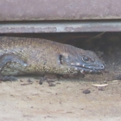 Egernia cunninghami at QPRC LGA - 4 Dec 2023 01:24 PM