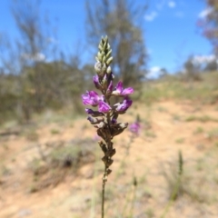 Cullen microcephalum (Dusky Scurf-pea) at Stromlo, ACT - 4 Dec 2023 by HelenCross