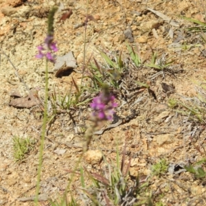 Cullen microcephalum at Bullen Range - 4 Dec 2023 01:25 PM