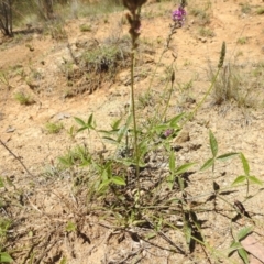 Cullen microcephalum at Bullen Range - 4 Dec 2023 01:25 PM