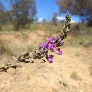 Cullen microcephalum at Bullen Range - 4 Dec 2023