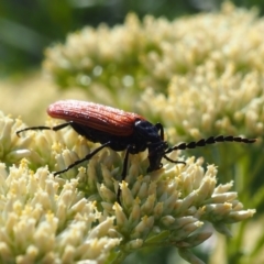 Porrostoma rhipidium (Long-nosed Lycid (Net-winged) beetle) at Griffith Woodland - 2 Dec 2023 by JodieR