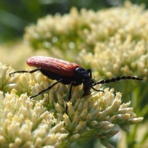 Porrostoma rhipidium (Long-nosed Lycid (Net-winged) beetle) at Griffith Woodland (GRW) by JodieR