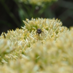 Mordellidae (family) (Unidentified pintail or tumbling flower beetle) at Griffith Woodland (GRW) - 2 Dec 2023 by JodieR