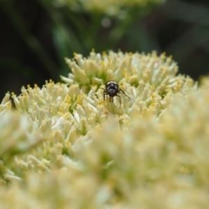 Mordellidae (family) (Unidentified pintail or tumbling flower beetle) at Griffith Woodland (GRW) by JodieR