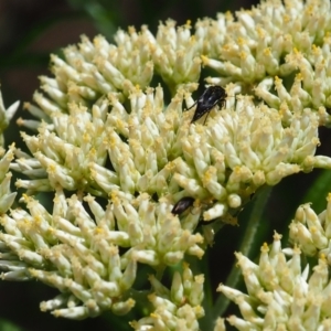 Mordellidae (family) at Griffith Woodland (GRW) - 3 Dec 2023