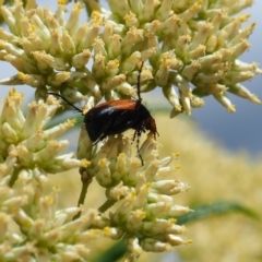 Phyllotocus navicularis (Nectar scarab) at Griffith Woodland (GRW) - 3 Dec 2023 by JodieR