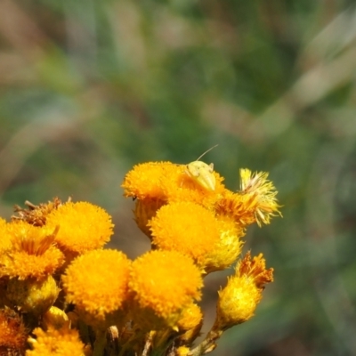 Miridae (family) (Unidentified plant bug) at Griffith, ACT - 3 Dec 2023 by JodieR