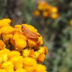 Phaulacridium vittatum (Wingless Grasshopper) at Griffith Woodland - 3 Dec 2023 by JodieR