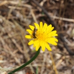 Lasioglossum (Chilalictus) sp. (genus & subgenus) (Halictid bee) at Griffith Woodland - 3 Dec 2023 by JodieR