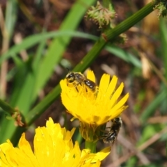 Lasioglossum (Chilalictus) lanarium (Halictid bee) at Griffith, ACT - 3 Dec 2023 by JodieR