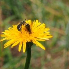 Lasioglossum (Chilalictus) lanarium at Griffith Woodland (GRW) - 3 Dec 2023