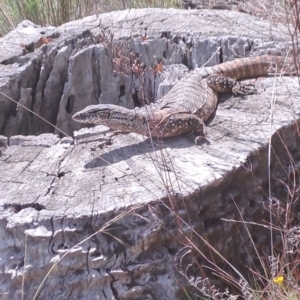 Varanus rosenbergi at Mount Ainslie - 3 Dec 2023