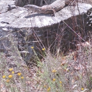 Varanus rosenbergi at Mount Ainslie - 3 Dec 2023