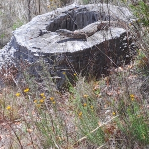 Varanus rosenbergi at Mount Ainslie - 3 Dec 2023