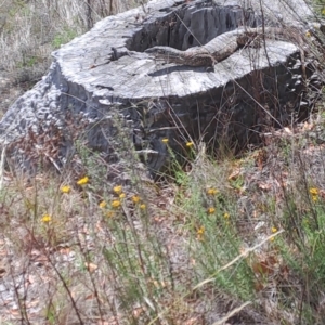 Varanus rosenbergi at Mount Ainslie - 3 Dec 2023