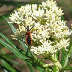Gminatus australis (Orange assassin bug) at Griffith, ACT - 3 Dec 2023 by JodieR